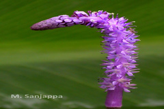 Aponogeton bruggenii